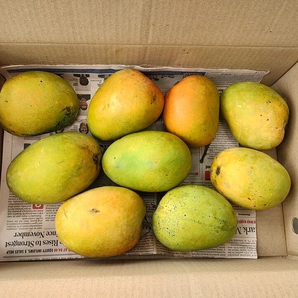 Alphonso Mango