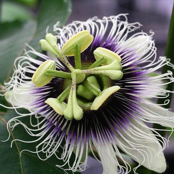 Passion Fruit