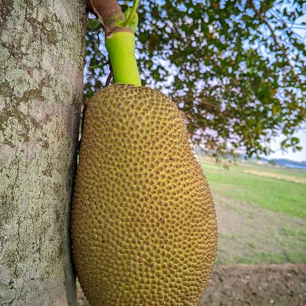 Jackfruit Varikka