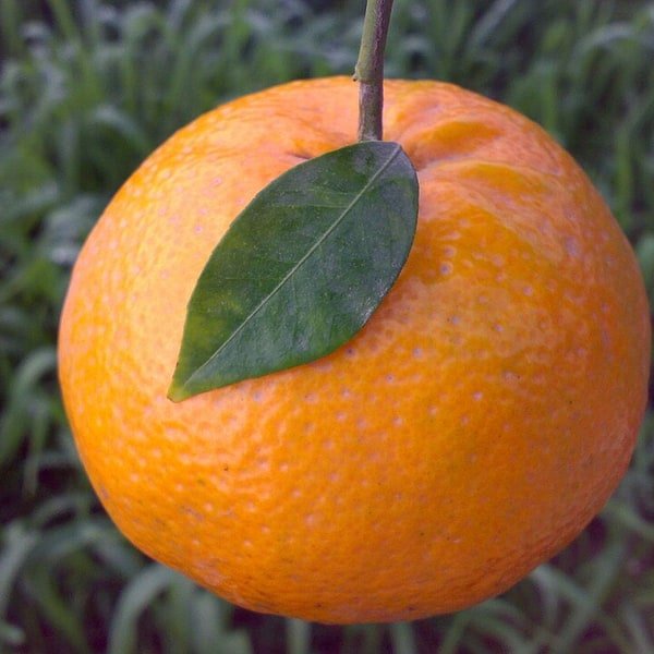 Kinnow Mandarin