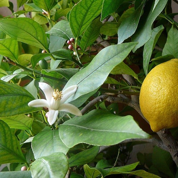 Lemon Seedless