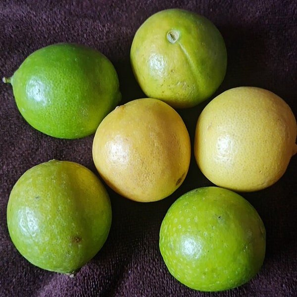 Key Lime