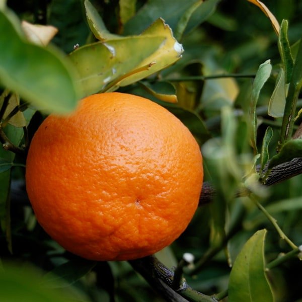 Tangerine