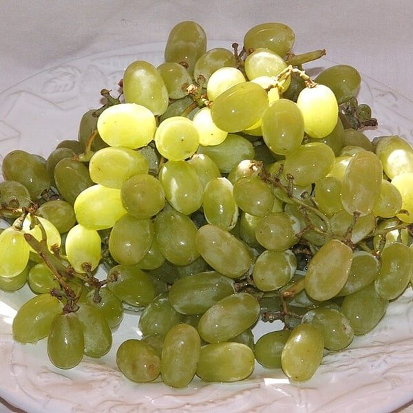 Thompson Seedless Grapes