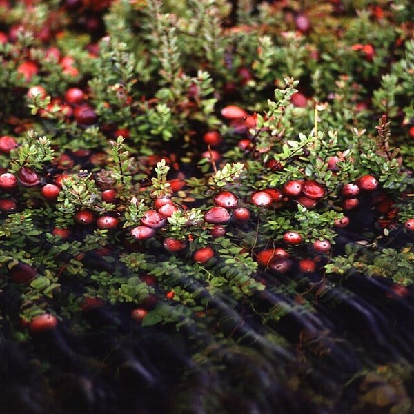 Cranberry