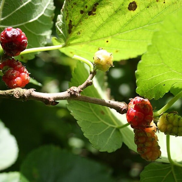 Mulberry