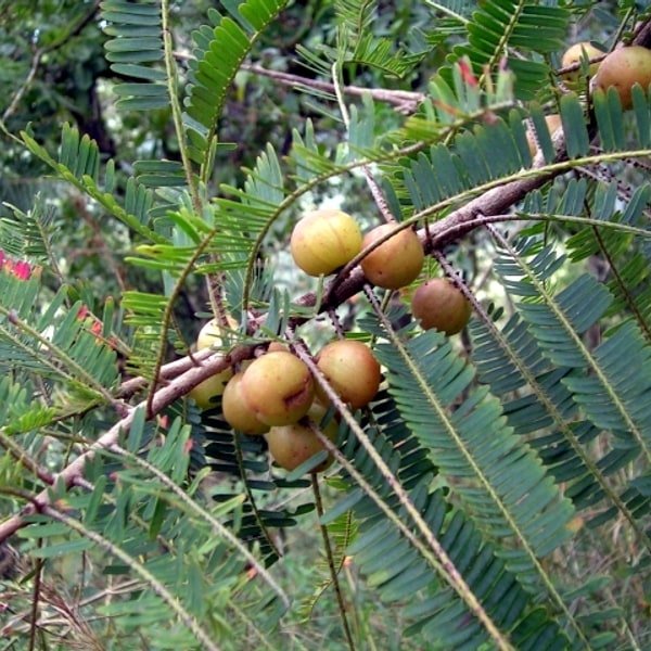 Gooseberry Amla