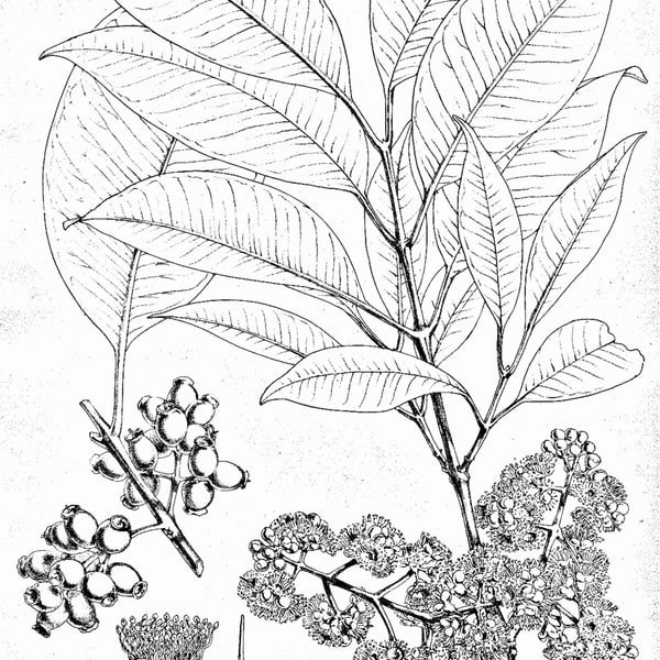 Jamun Black Plum