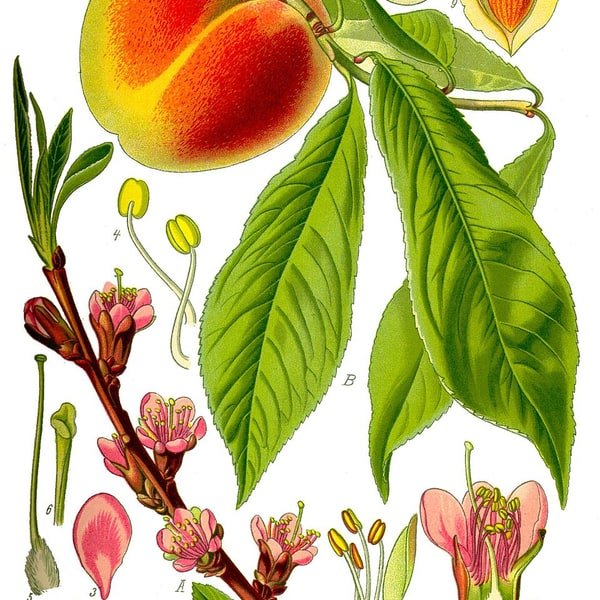 Peach