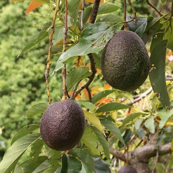 Avocado Hass