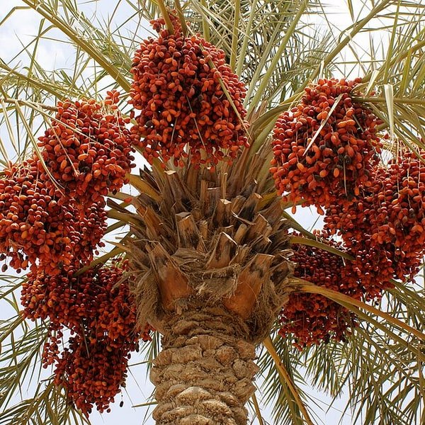 Medjool Dates