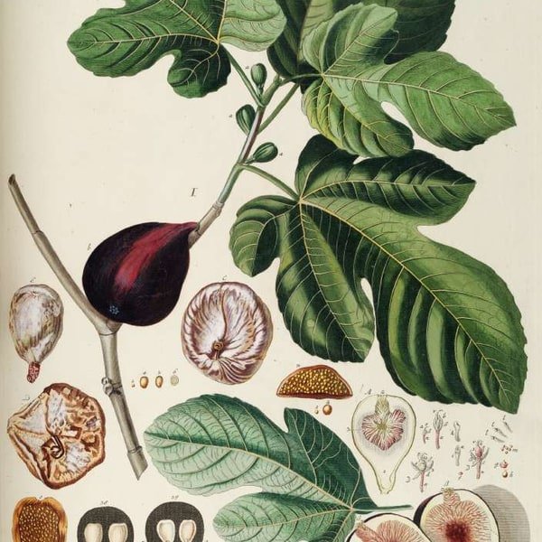 Fresh Fig