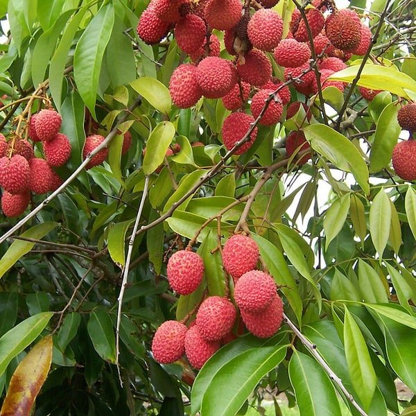 Lychee