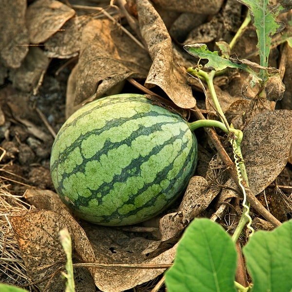 Watermelon Kiran