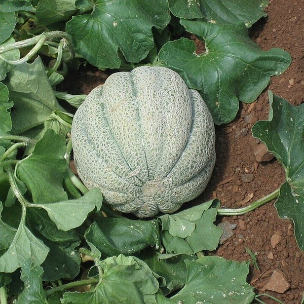 Muskmelon