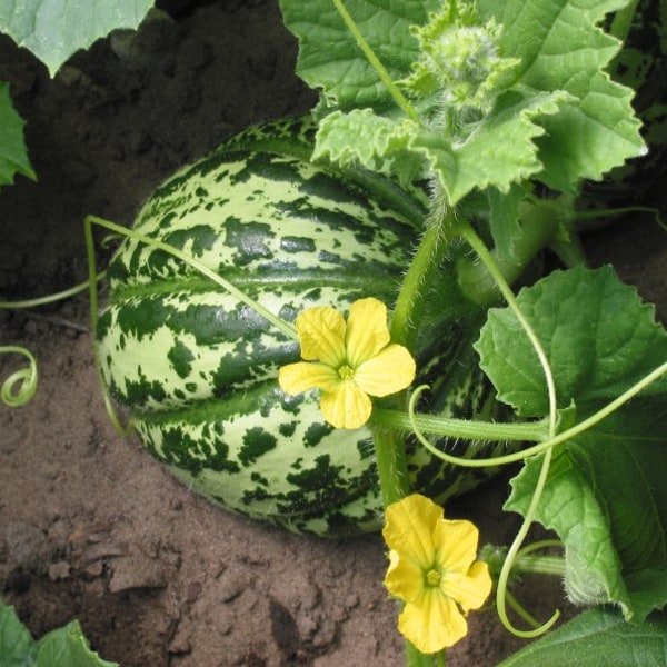 Cantaloupe
