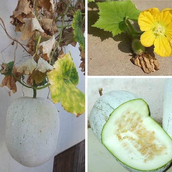Ash Gourd Fruit