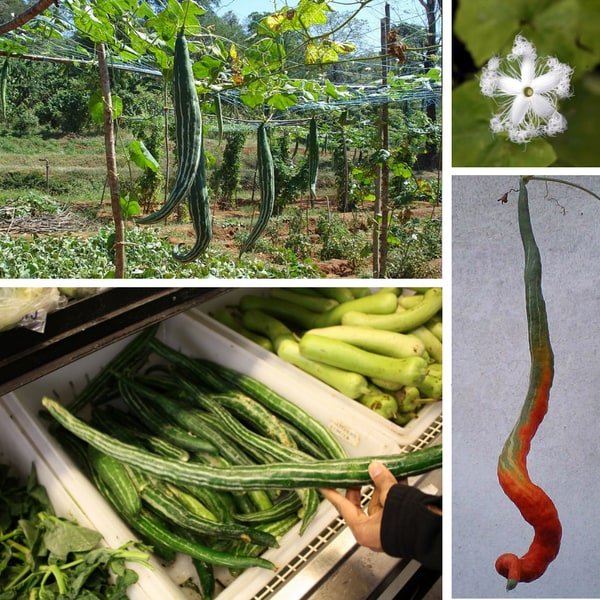 Snake Gourd
