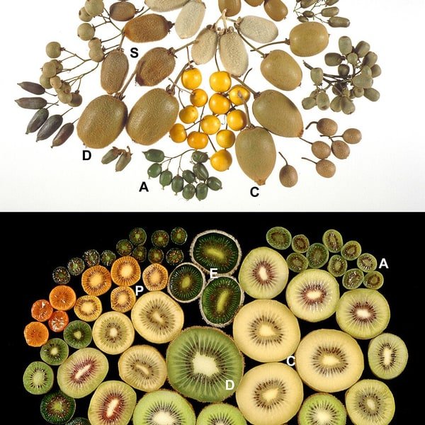 Kiwi Green