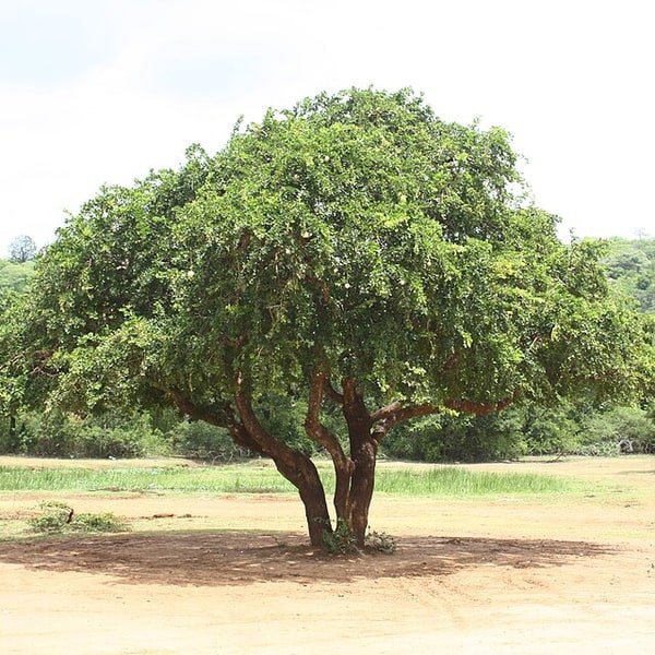 Wood Apple Bael