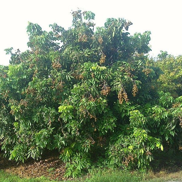 Longan