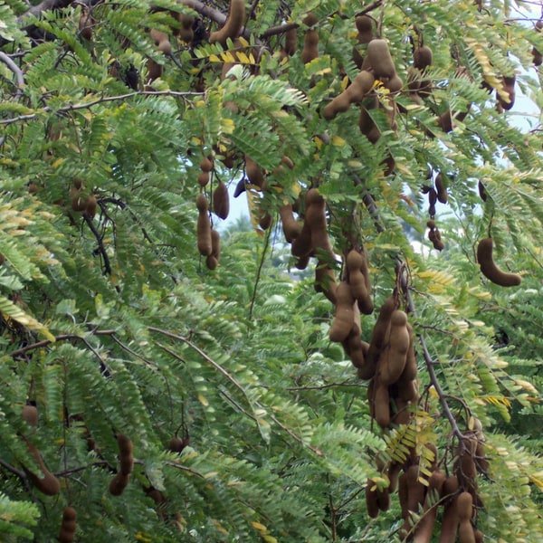 Tamarind Sweet