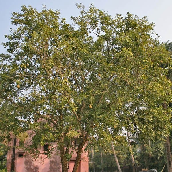 Bael Fruit